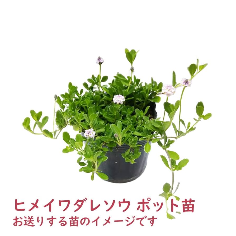 ケツヨ　　ヒメイワダレソウ　10キロ Amazon.co.jp: 「 ヒメイワダレソウ 10ポット 」苗 9cmポット 姫